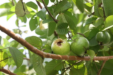 Damage guava fruits hanging on tree in agriculture farm of Bangladesh.