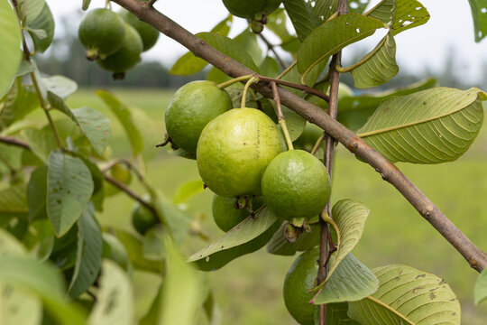 Organic guava fruits hanging on tree in agriculture farm of Bangladesh.This fruit contains a lot of vitamin C