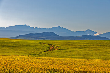 Obraz premium Ripe wheat with mountains in background