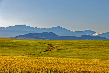 Deurstickers Ripe wheat with mountains in background © geoffsp