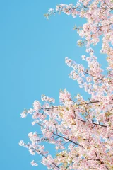 Foto auf Acrylglas 桜と青空 © 橋本 翔太