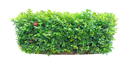 Ixora Red needle flower. (png) Ornamental plants and evergreen shrubs (shrubs) square shape. For making fences and decorating the garden for beauty.