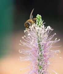 Mittlerer Wegerich und Biene