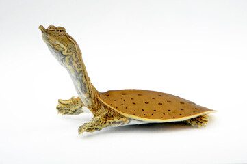 Spiny softshell turtle // Dornrand-Weichschildkröte (Apalone spinifera) 