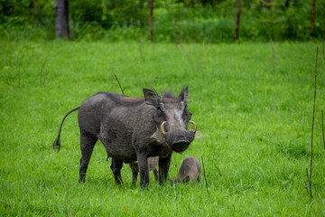 A warthog mother and babies in a nature reserve in Zimbabwe