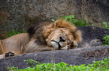An adult male lion sleeping in a wildlife sanctuary in Zimbabwe - obrazy, fototapety, plakaty