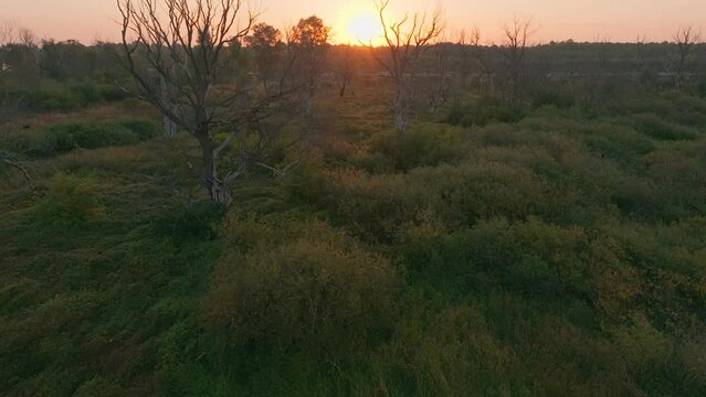 River forest sunset dawn sun jungle nature lake water tree