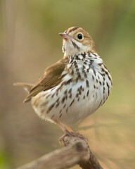 The ovenbird (Seiurus aurocapilla) is a small songbird of the New World warbler family (Parulidae). 