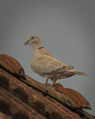 eurasian collared dove on a roof