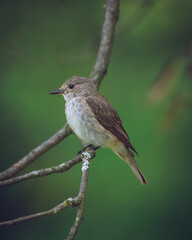 a flycatcher on a branch