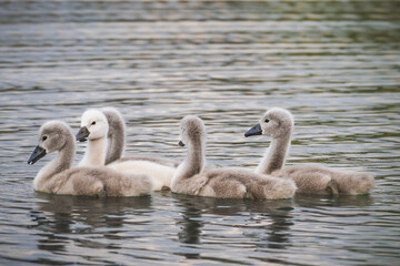 family of swans