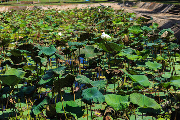 The lotus on the pond in the afternoon