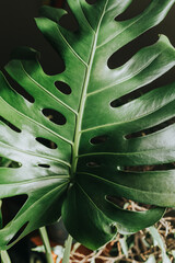 Monstera leaf close up at home. Indoor gardening. Hobby. Green houseplants. Modern room decor, interior. Lifestyle, Still life with plants. Texture and pattern