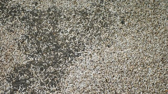 Top view of Black soldier fly (BSF) larvae or maggot, Hermetia Illucens  insect farms for fish and poultry feed