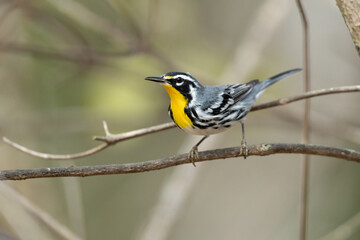 The yellow-throated warbler (Setophaga dominica) is a small migratory songbird species in the New World warbler family (Parulidae)