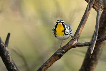 The yellow-throated warbler (Setophaga dominica) is a small migratory songbird species in the New World warbler family (Parulidae)