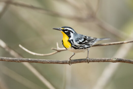 The yellow-throated warbler (Setophaga dominica) is a small migratory songbird species in the New World warbler family (Parulidae)