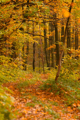 view of autumn forest