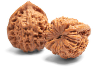 walnut isolated