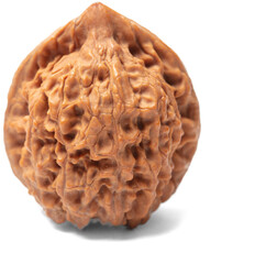 walnut isolated