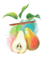 Watercolor hand drawn pears with splashes on white background isolated