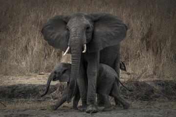 Little elephant seeking protection from his mom, Tarangire National Park, Tanzania - obrazy, fototapety, plakaty