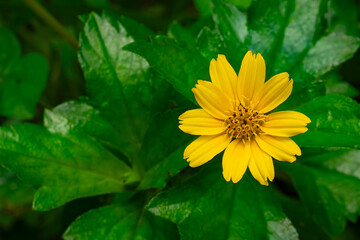 Top view of blooming little yellow star flower with green leaves in the background.