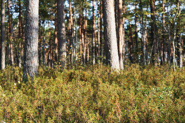 wild rosemary in a pine forest on the Seli swamp on an autumn day.