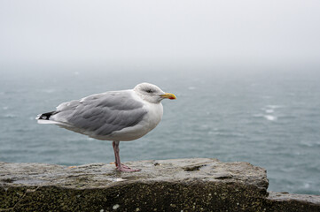 Adult herring gull, larus argentatus, perched on a wall during Storm Agnes, Dunmore Head, Dingle, Co Kerry, Ireland