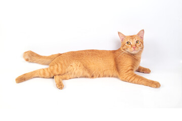 Orange cat isolated on white background.