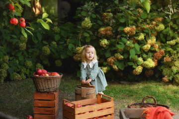 little child with apples. little girl picking apples
