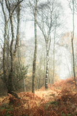 A lone silver birch tree (Betula pendula) stands out in a misty woodland surrounded by tall bracken at Little Druim Wood in Scotland during autumn.