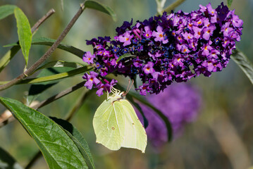 Common brimstone butterfly (Gonepteryx rhamni) perched on summer lilac in Zurich, Switzerland