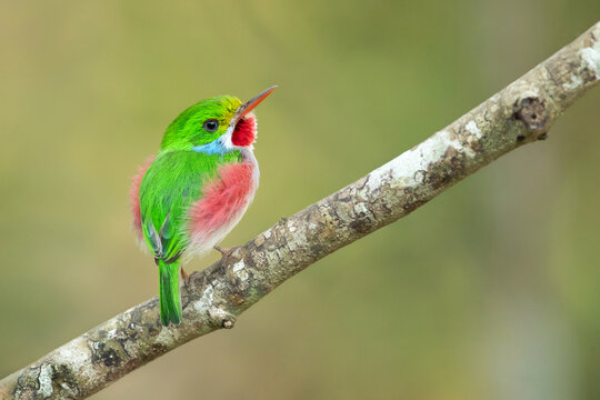 Cuban tody (Todus multicolor) is a bird species in the family Todidae that is restricted to Cuba and the adjacent islands