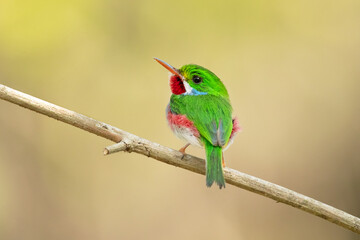 Cuban tody (Todus multicolor) is a bird species in the family Todidae that is restricted to Cuba and the adjacent islands