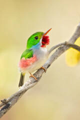 Cuban tody (Todus multicolor) is a bird species in the family Todidae that is restricted to Cuba and the adjacent islands