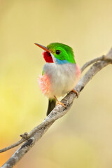 Cuban tody (Todus multicolor) is a bird species in the family Todidae that is restricted to Cuba and the adjacent islands