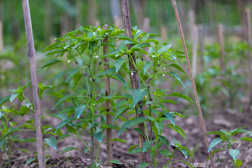 Green chillies crop field in Bangladesh, Close up Green Chillies Tree Stock Photo.