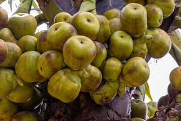 Picture of a palm tree with hanging palm. close up shot