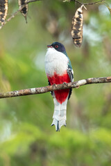 Cuban trogon or tocororo (Priotelus temnurus) is a species of bird in the family Trogonidae. It is endemic to Cuba