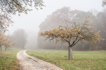 Herbstlicher Baum und Feldweg im Nebel am Fußweg von Neckartenzlingen nach Alteniet © lebaer