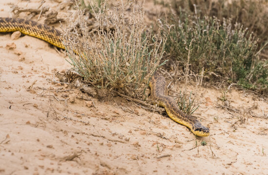 A yellow viper snake crawls across the steppe in the desert, a poisonous snake in the desert