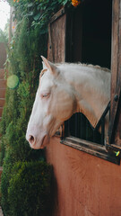 White horse in a stable overlooking a half-open Dutch door.