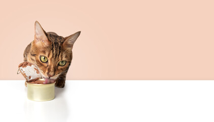Bengal cat and an open can of wet cat food. - obrazy, fototapety, plakaty