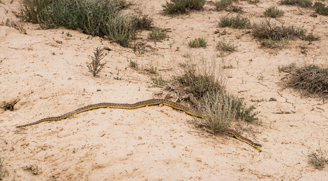 A yellow viper snake crawls across the steppe in the desert, a poisonous snake in the desert
