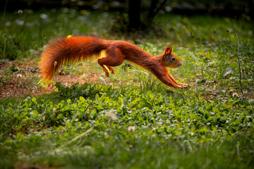 Eichhörnchen Sprung auf der Wiese