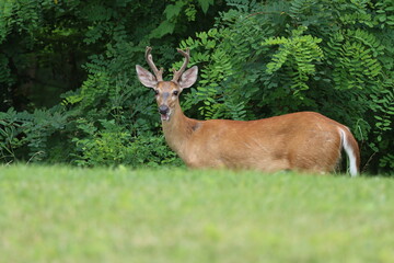 A whitetail buck in velvet with his mouth open