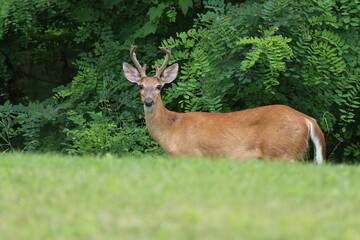 A whitetail buck with velvet antlers looking over a hill