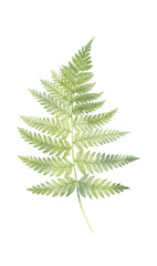 Green fern leaf isolated on white background. Botanical illustration. Botanical element.