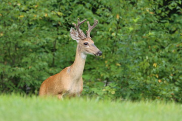 Naklejka na ściany i meble A buck with velvet antlers in summertime